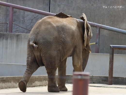 とべ動物園アフリカゾウのブログ:やぁ!とべとべずー
