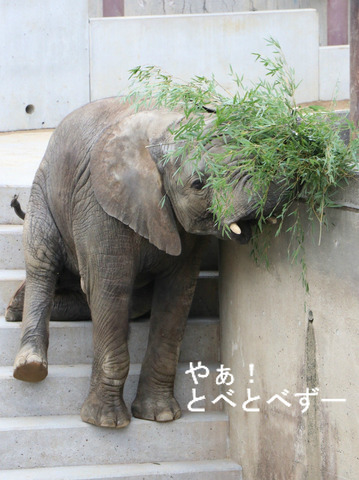 アフリカゾウ、アジアゾウ大好きブログ:やぁ!とべとべずー