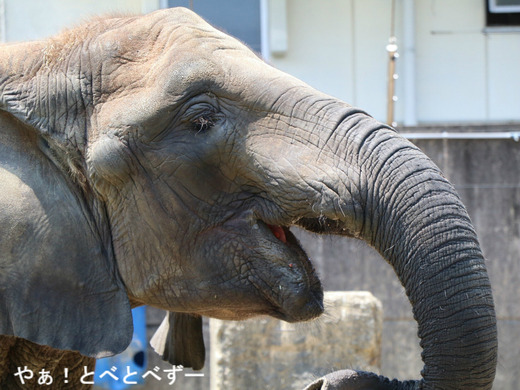 スイカが大好きなアフリカゾウの媛ちゃん(とべ動物園)