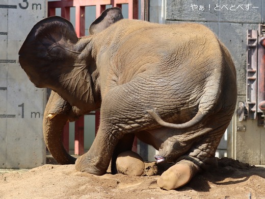 とべ動物園アフリカゾウのブログ:やぁ!とべとべずー