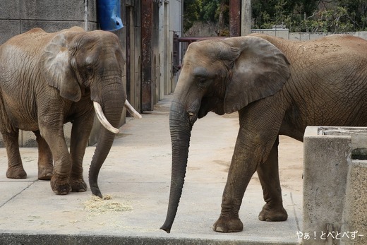 とべ動物園アフリカゾウ:媛ちゃん(メス、17歳)