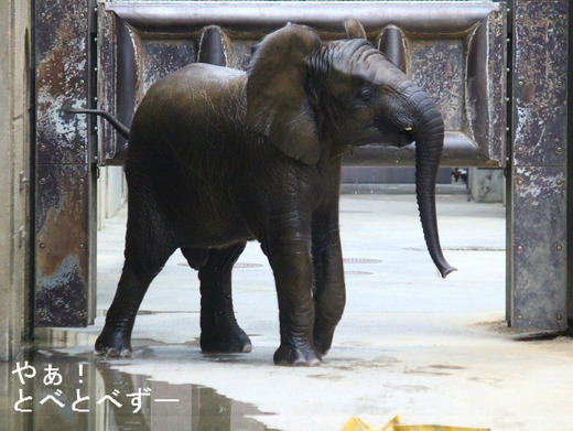とべ動物園アフリカゾウのブログ：やぁ！とべとべずー