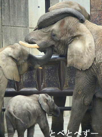 とべ動物園のアフリカゾウのファミリー勢揃い