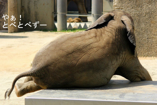 とべ動物園アフリカゾウ：アフ、リカ、媛、砥愛