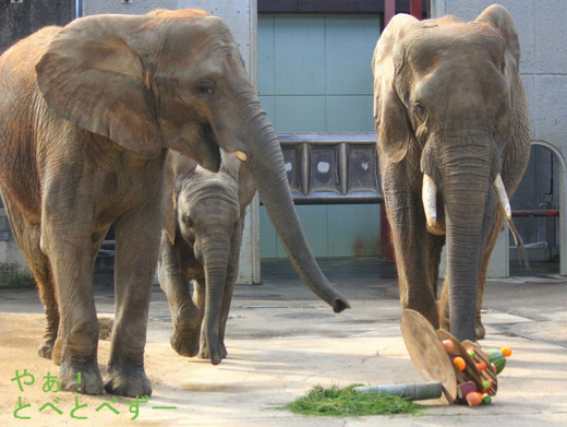 日本で唯一アフリカゾウの家族が暮らす愛媛県立とべ動物園