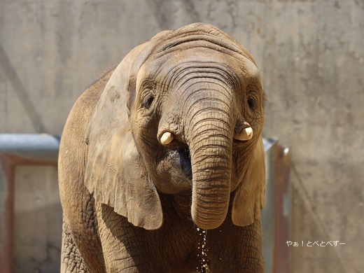とべ動物園アフリカゾウ：砥愛ちゃん（メス、１２歳）