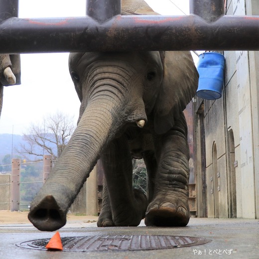 とべ動物園アフリカゾウ:砥愛ちゃん(メス、9歳)