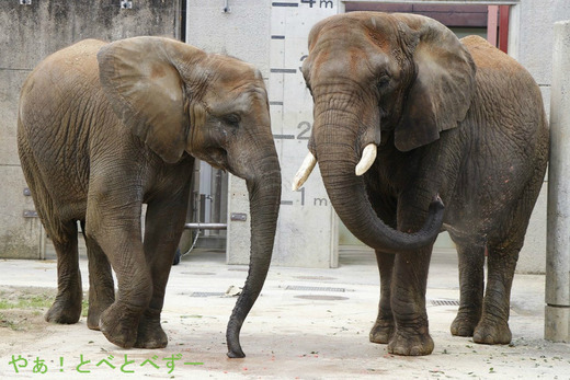 スイカを浴びる象