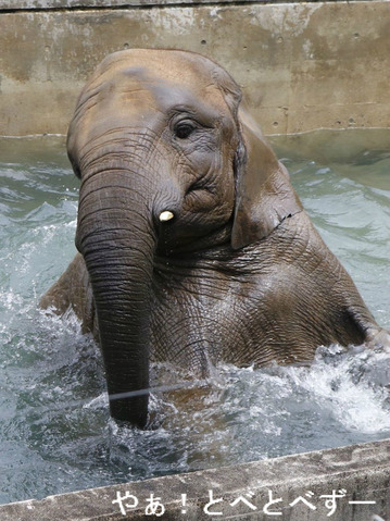 とべ動物園アフリカゾウ：媛ちゃん（メス、１０歳）