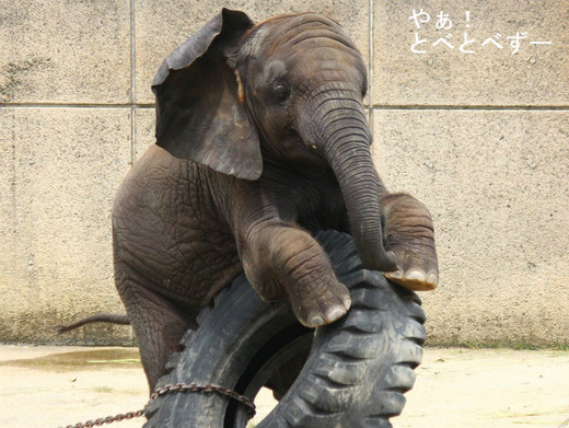 この10年間で日本の動物園で生まれたアフリカ象はとべの３頭だけ