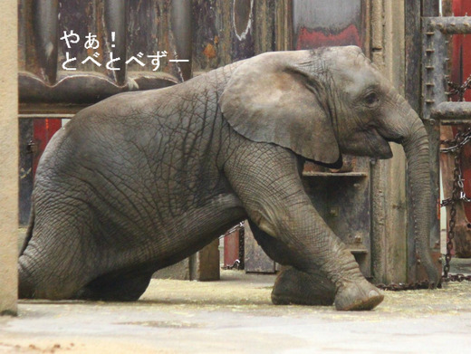 とべ動物園ブログ：アフリカゾウ、柑太郎、ピース