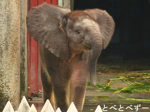 とべ動物園　アフリカゾウの赤ちゃん