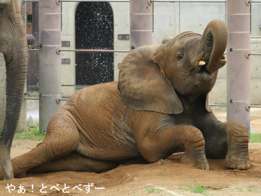 とべ動物園アフリカゾウのブログ:やぁ!とべとべずー