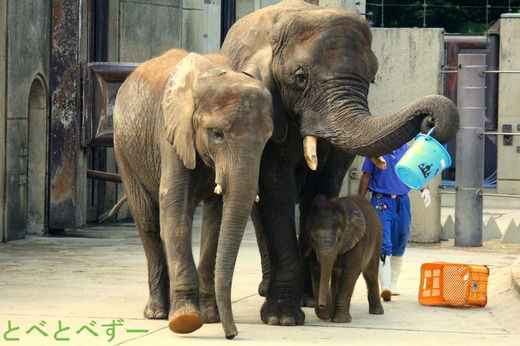 とべ動物園アフリカゾウのファミリー（アフ、リカ、媛、砥愛）