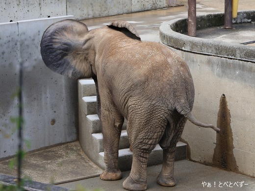 とべ動物園アフリカゾウ：アフ、リカ、媛、砥夢、砥愛
