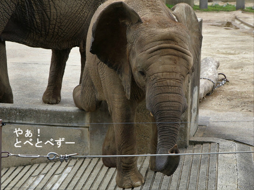 とべ動物園アフリカゾウ：砥愛ちゃん（メス、７歳）