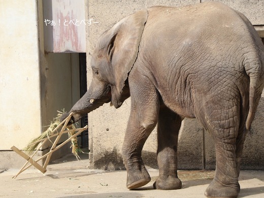 とべ動物園ブログ：砥愛、ララ、イオ、フー、ウララ、ルビー
