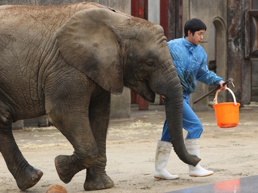 とべ動物園ブログ：ゾウ、ホッキョクグマ、レッサーパンダ、ライオン