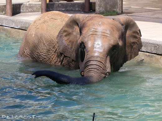 日本で初めて人工哺育で育った媛ちゃん：愛媛とべ動物園