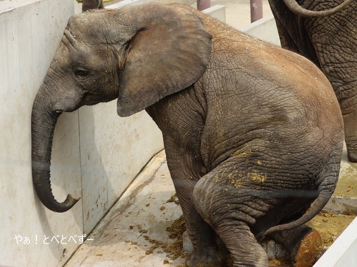 日本で唯一アフリカゾウの子象が見られる愛媛とべ動物園