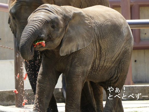 とべ動物園アフリカゾウのブログ