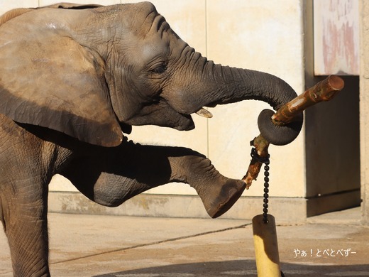 アフリカゾウ写真家：矢野賢一（やぁ！とべとべずー）
