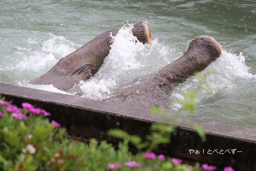 とべ動物園ブログ:砥愛、ピース、琥珀、アネ、モネ、つくし、クレイ