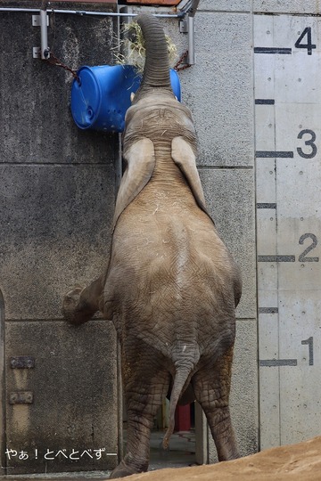 アフリカゾウ、アジアゾウ大好きブログ:やぁ!とべとべずー