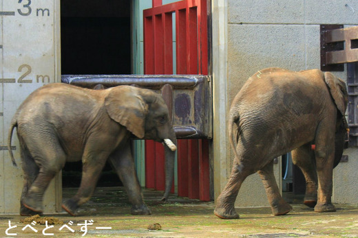 とべ動物園アフリカゾウのブログ：砥夢（お兄さんゾウ）