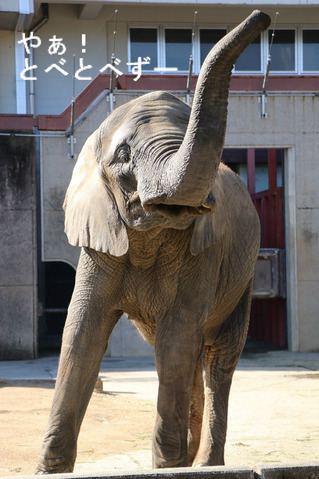 アフリカゾウの写真満載のブログ:やぁ!とべとべずー