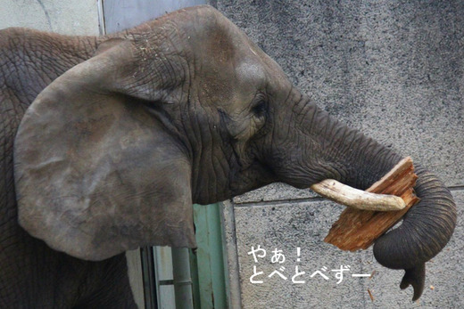 多摩動物公園アフリカゾウの砥夢くんのお母さん象のリカ