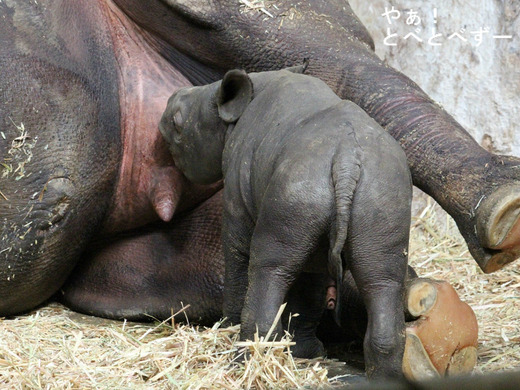 クロサイの赤ちゃん:クーお母さんのミルクを飲んでいます
