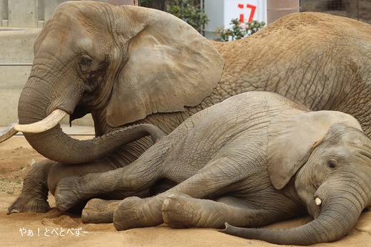 日本で唯一血縁関係のあるアフリカゾウの親子が暮らす愛媛とべ動物園
