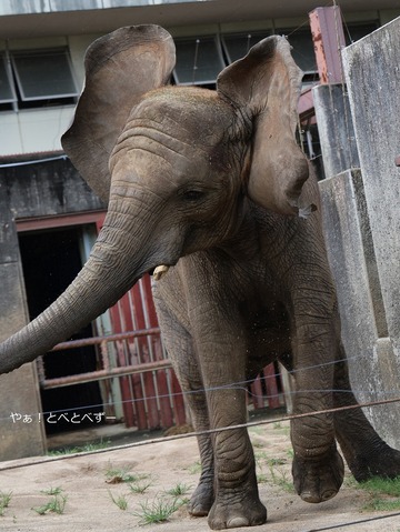 アフリカゾウの写真