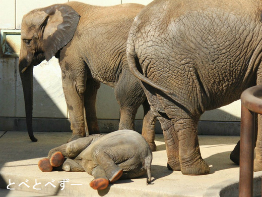 日本で唯一アフリカゾウの親子が暮らす愛媛砥部動物園