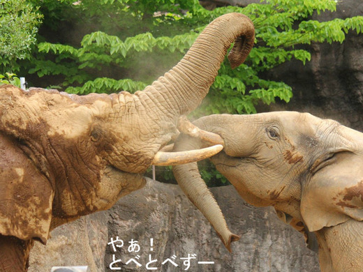 力比べ(ノーズレスリング)をするアフリカゾウ