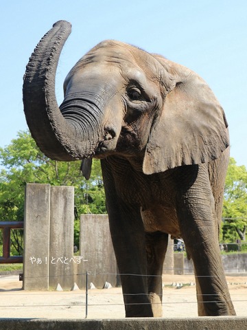 日本で初めて人工哺育で育った媛ちゃん：愛媛とべ動物園