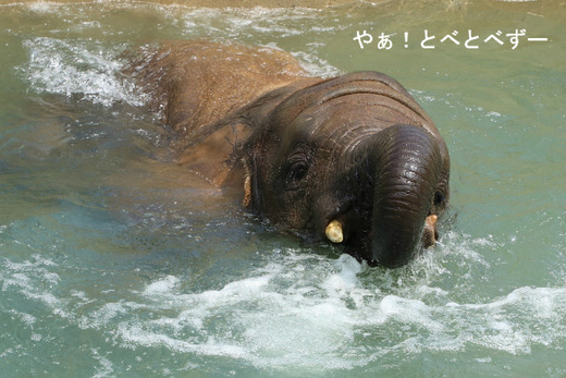 とべ動物園アフリカゾウのブログ:やぁ!とべとべずー