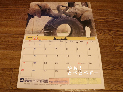 2018年とべ動物園公式カレンダー11月:アフリカゾウ「姉妹愛」