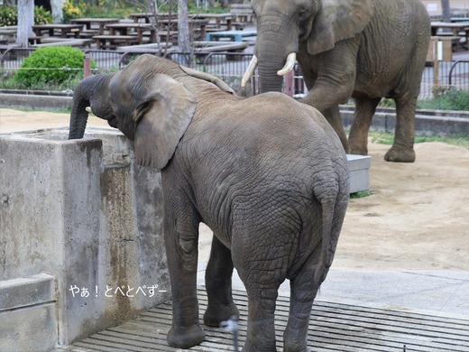 日本で唯一血縁関係のあるアフリカゾウの親子が暮らす愛媛とべ動物園