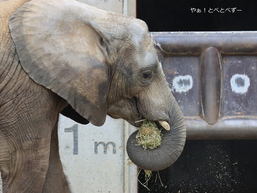 アフリカゾウのお転婆娘:砥愛ちゃん(愛媛とべ動物園)