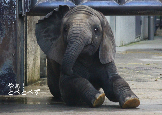 とべ動物園アフリカゾウのブログ:やぁ!とべとべずー