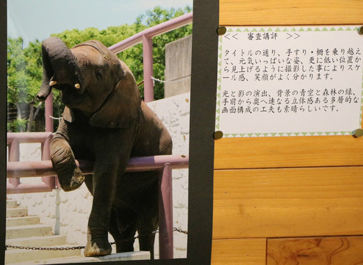 とべ動物園ブログ:やぁ!とべとべずー