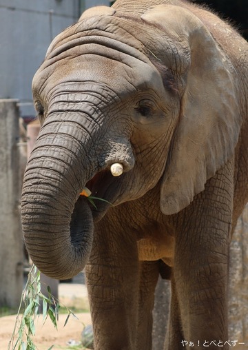 アフリカゾウ、アジアゾウ大好きブログ：やぁ！とべとべずー