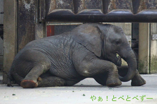 とべ動物園アフリカゾウのブログ：やぁ！とべとべずー