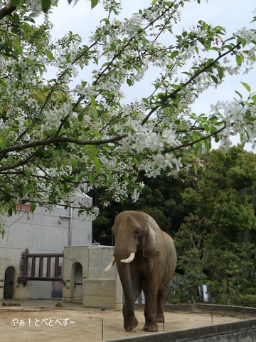 日本で唯一血縁関係のあるアフリカゾウの親子が暮らす愛媛とべ動物園