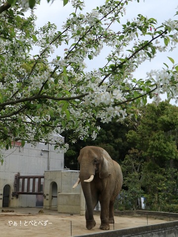 日本で唯一血縁関係のあるアフリカゾウの親子が暮らす愛媛とべ動物園