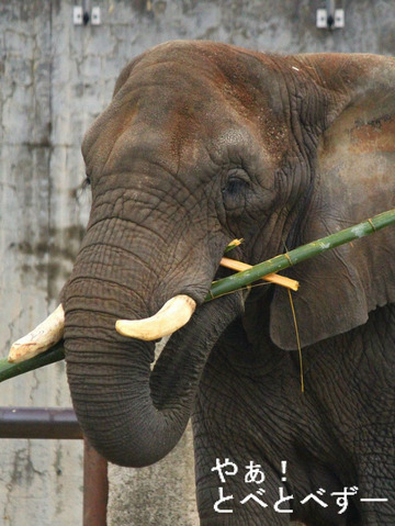 とべ動物園アフリカゾウ:リカさん(メス、推定30歳)