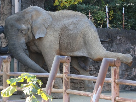 とべ動物園アフリカゾウのブログ：やぁ！とべとべずー