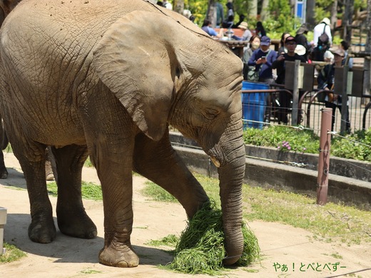 とべ動物園アフリカゾウのブログ:やぁ!とべとべずー